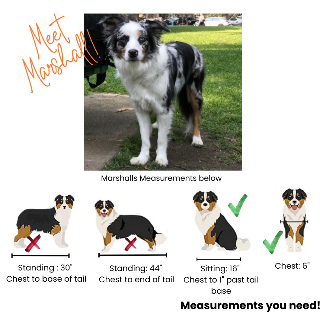 BuddyRider® Series 2 Bicycle Pet Seat