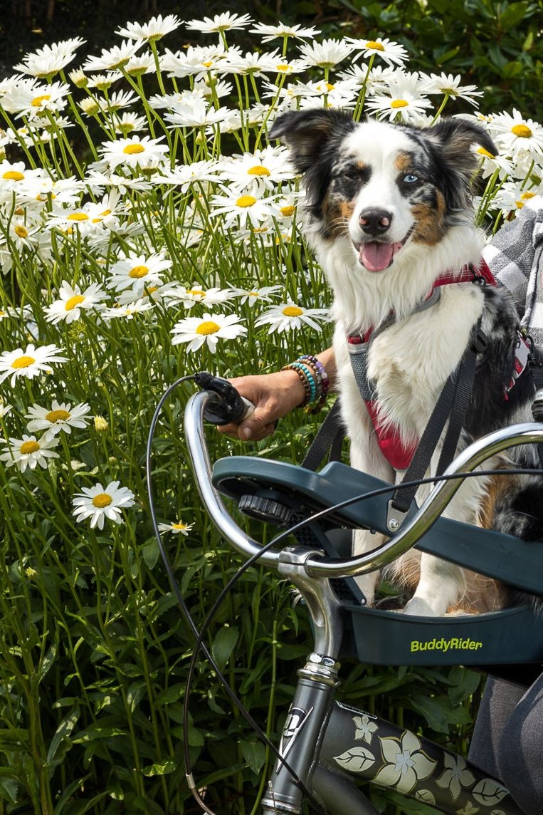 BuddyRider® Series 2 Bicycle Pet Seat