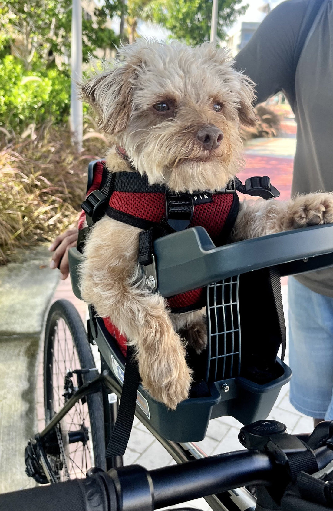 Chewy's Story: Rescue Dog and His Adventurous Spirit