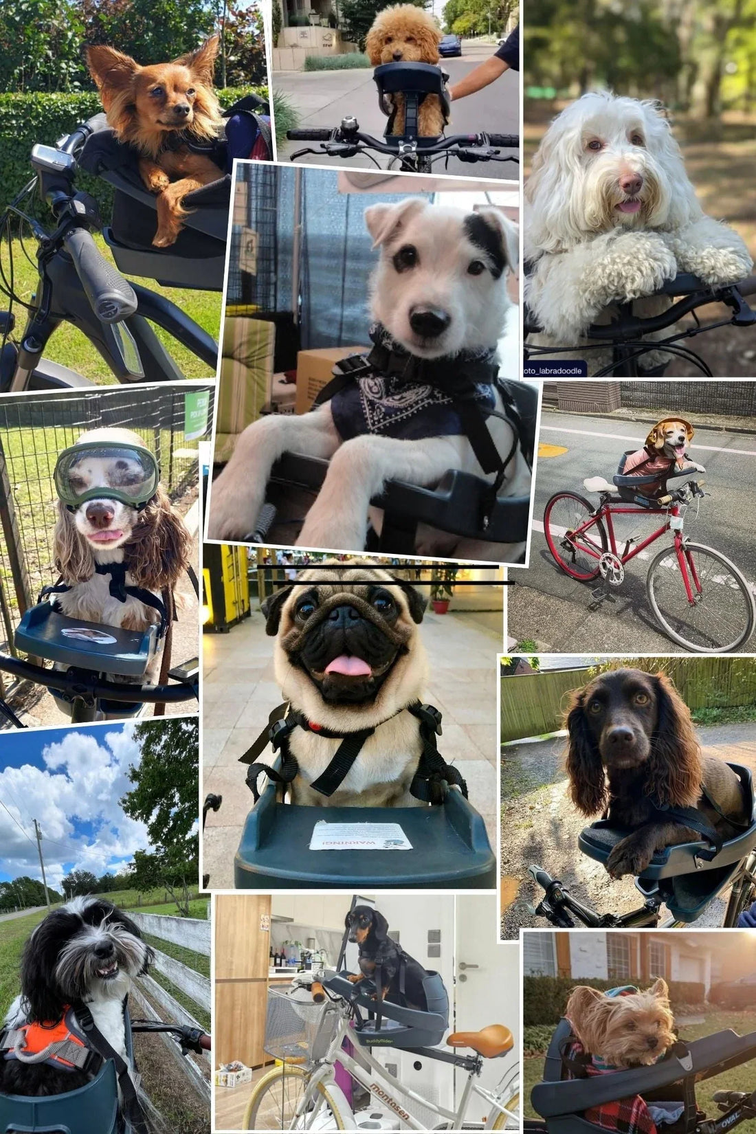Pet Bike Basket vs. BuddyRider®: Which Is Right for Your Pet?
