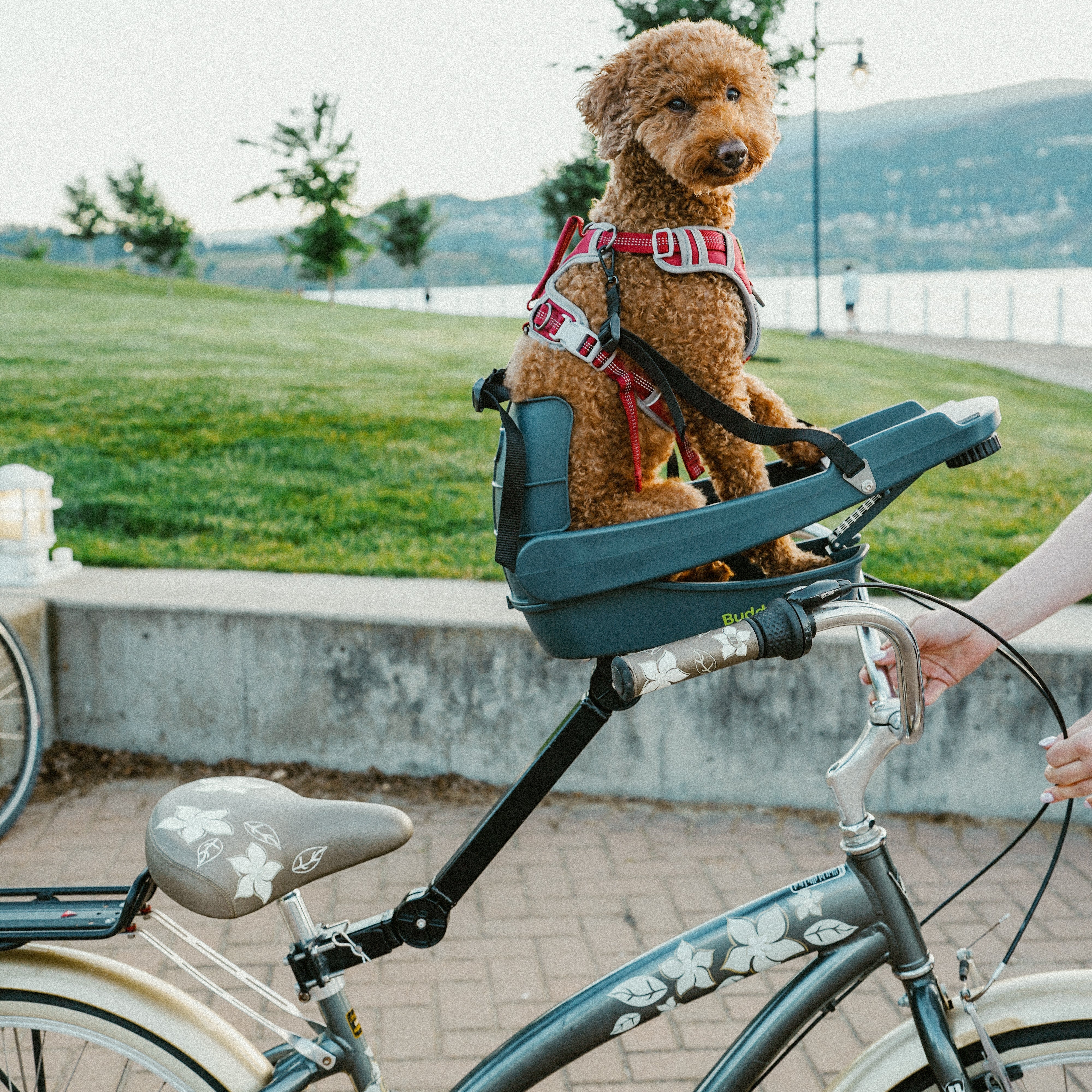 All Buddyrider Products – Buddyrider EU