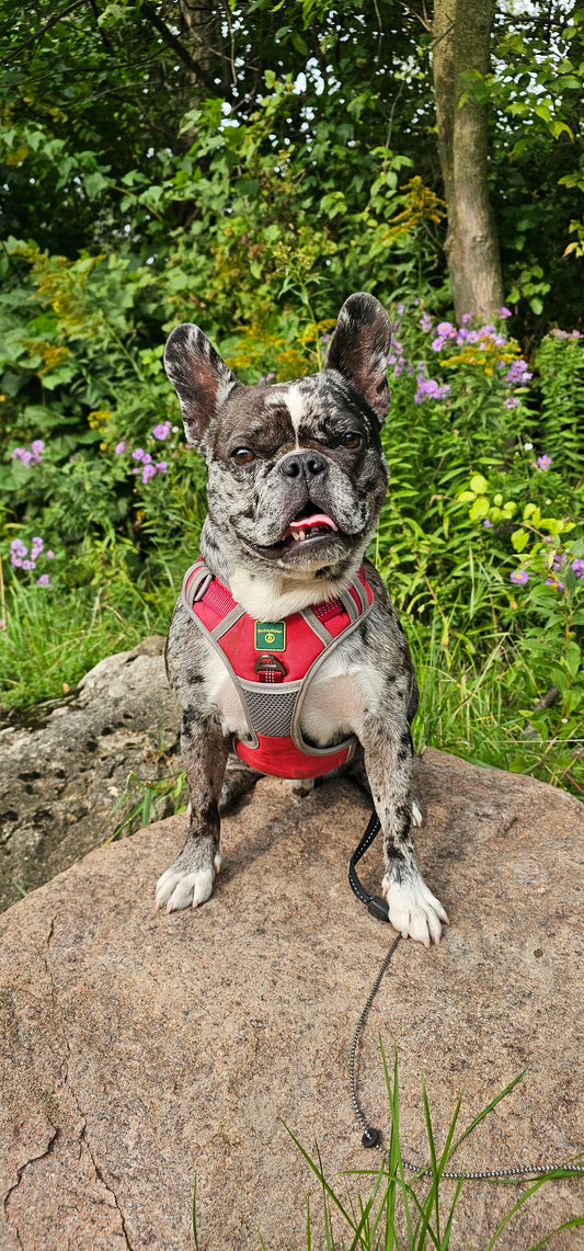 Sport Dog Harness