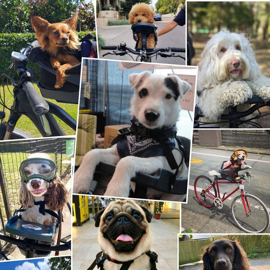 Mon chien rentrera-t-il dans Buddyrider ? – Buddyrider EU