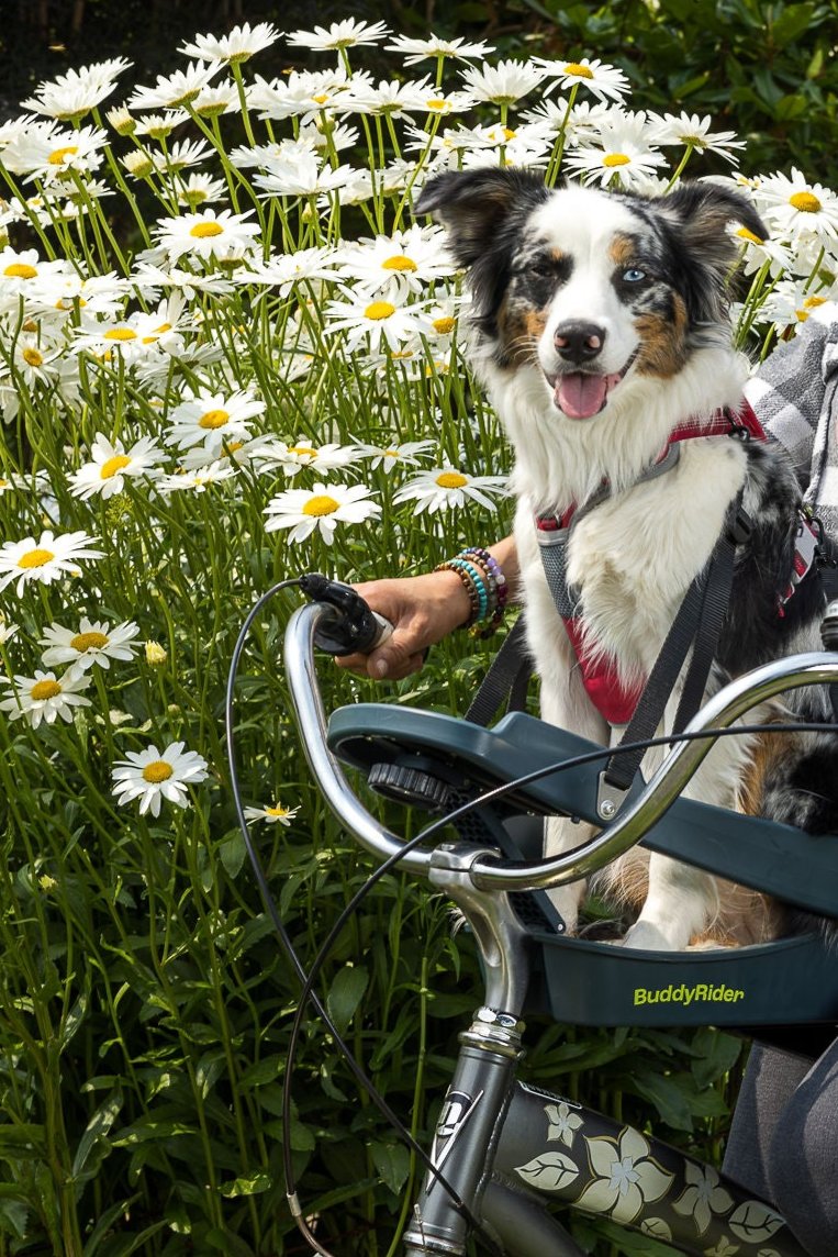 Buddyrider Fahrrad-Haustiersitz