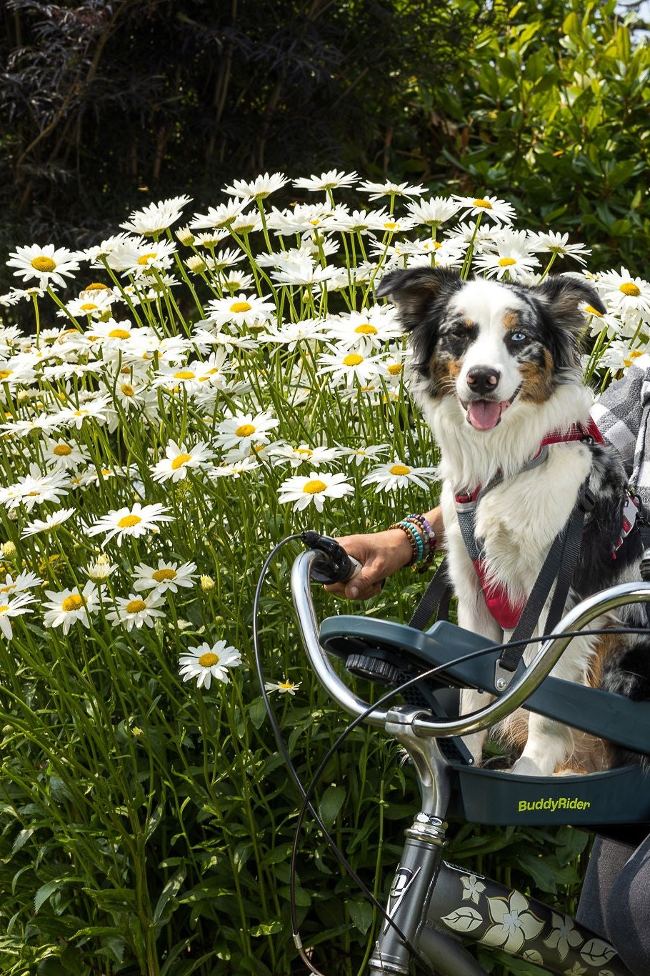 Buddy Rider BuddyRider® | Make the World Your Dog Park - Dog Bike Carriers ...