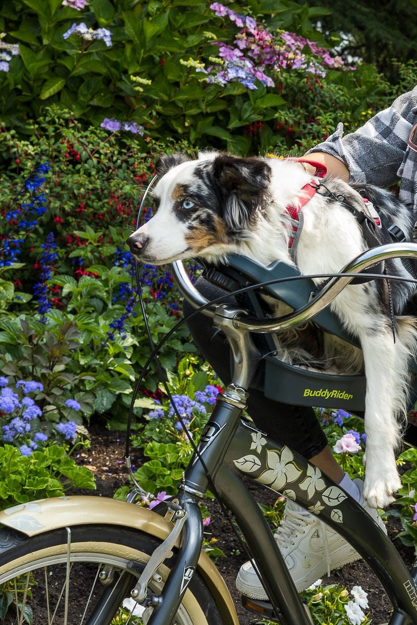 Buddyrider dog bike seat hotsell