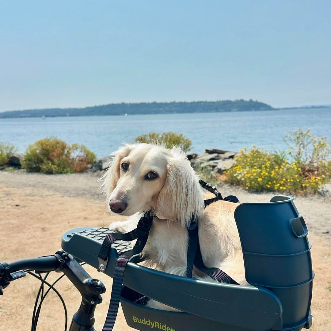 Ladies bike fashion with dog basket