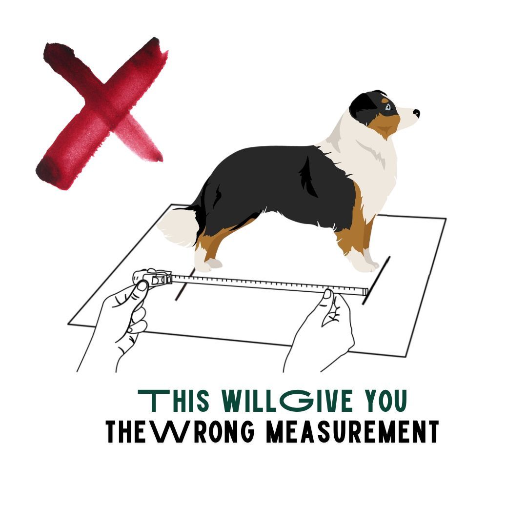 BuddyRider® Series2 w/ Rigid-Arm